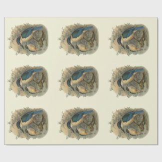 Vintage Science NZ Birds - Kingfishers Wrapping Paper