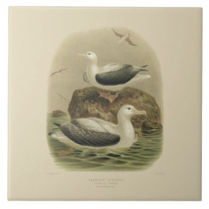 Vintage Science NZ Birds - Wandering Albatrosses Ceramic Tile