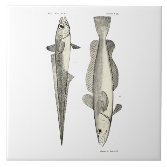 Vintage Science NZ Fish - Hoki Ceramic Tile (Front)