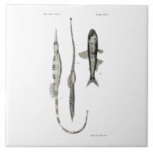 Vintage Science NZ Fish - Pipe and Lantern Fish