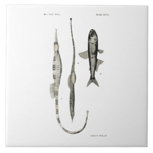 Vintage Science NZ Fish - Pipe and Lantern Fish Tile