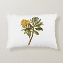 Vintage Science NZ Flowers - Senecio huntii