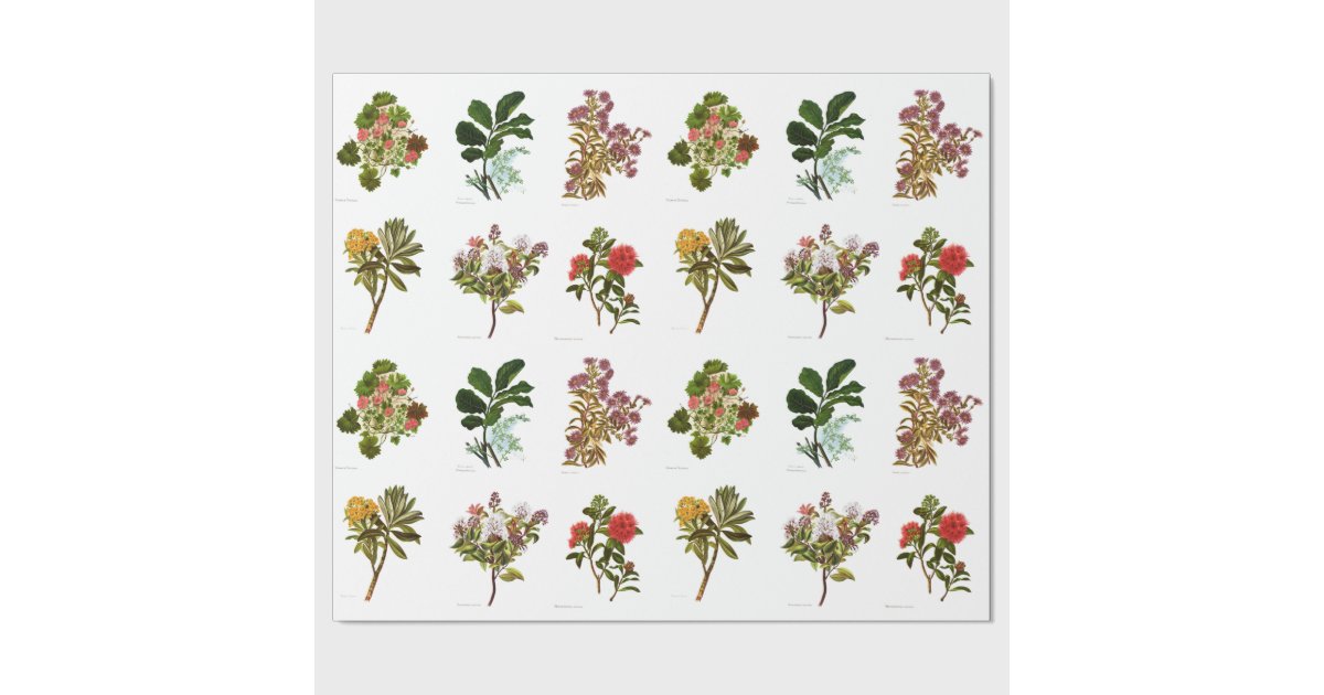 Vintage Science NZ Flowers Wrapping Paper Zazzle