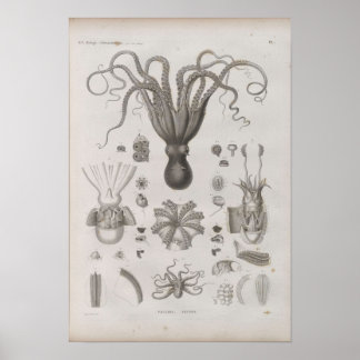 Vintage Scientific Cephalopod Illustrated Poster