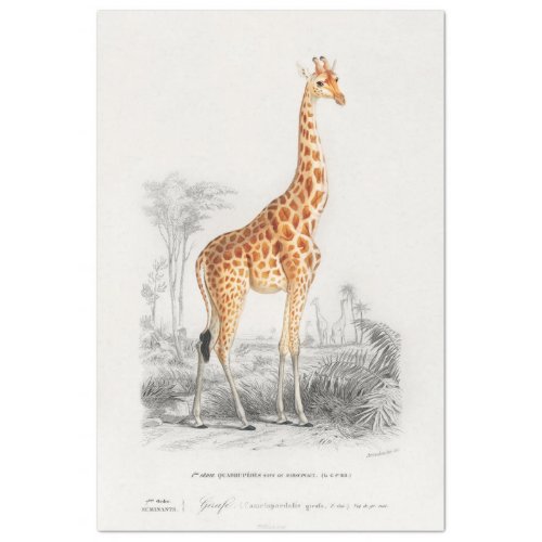 Vintage Scientific Drawing Giraffe Decoupage Tissue Paper