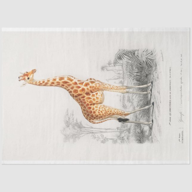 Vintage Scientific Drawing Giraffe Decoupage Tissue Paper (Front)