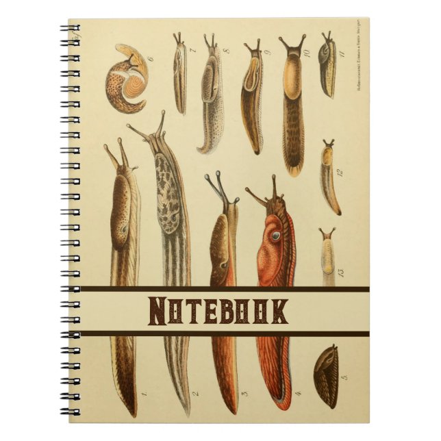 Vintage Scientific Illustration Slugs & Snails Notebook (Front)