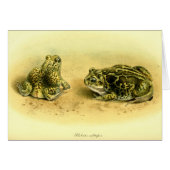 Vintage Scientific Illustration Spadefoot Toad (Front Horizontal)