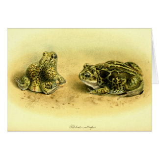 Vintage Scientific Illustration Spadefoot Toad Cards