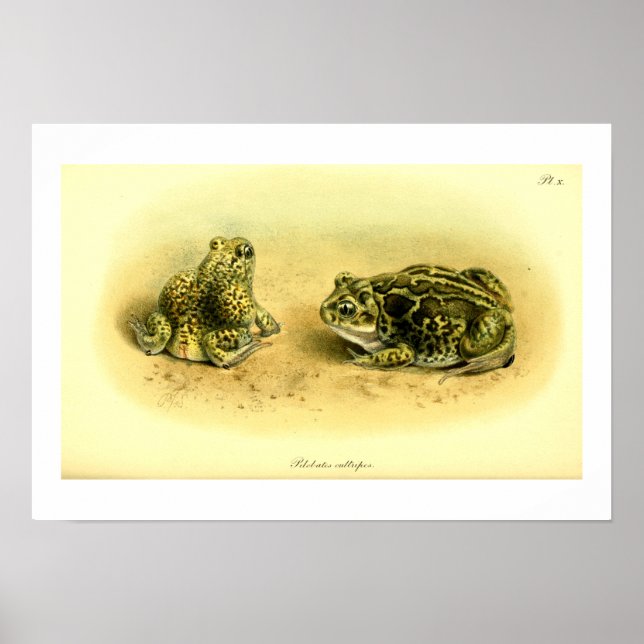 Vintage Scientific Illustration Spadefoot Toad Poster (Front)