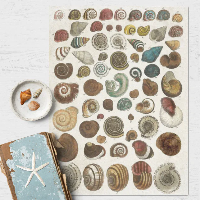 Vintage Scientific Marine Shells Decoupage Tissue Paper | Zazzle