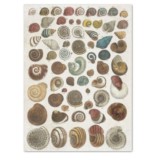 Vintage Scientific Marine Shells Decoupage Tissue Paper