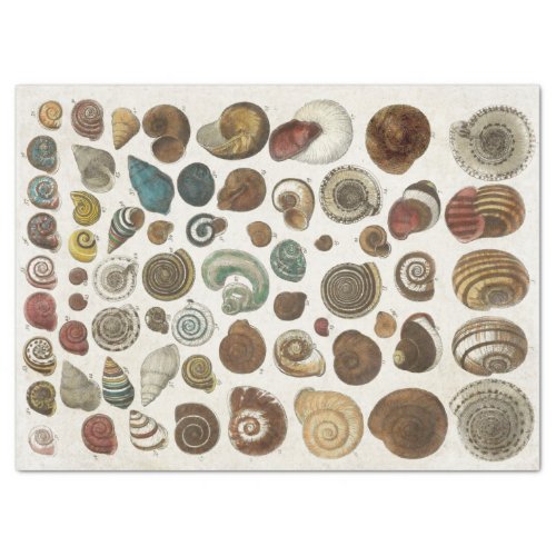 Vintage Scientific Marine Shells Decoupage Tissue Paper