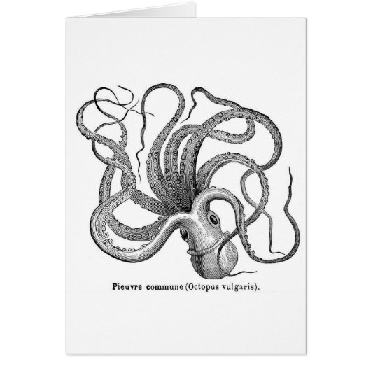 Vintage scientific octopus illustration cards (Front)