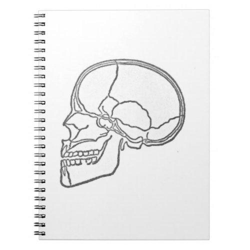 Vintage scientific skull diagram stamp notebook