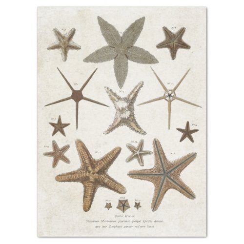 Vintage Scientific Starfish Decoupage Tissue Paper