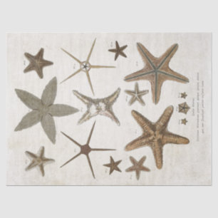 Vintage Scientific Starfish Decoupage Tissue Paper