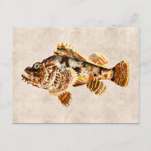 Vintage Scorpion Fish Antique Hawaiian Drawing Postcard