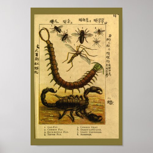 Vintage Scorpion Insects Natural History Print