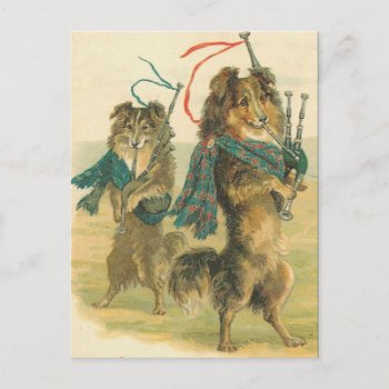 Vintage Scottish Piper Dogs Collies Postcard by vintagecreations at Zazzle