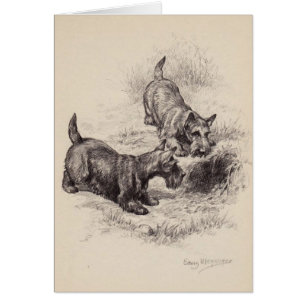 Vintage - Scottish Terriers & a Rabbit Hole, Cards