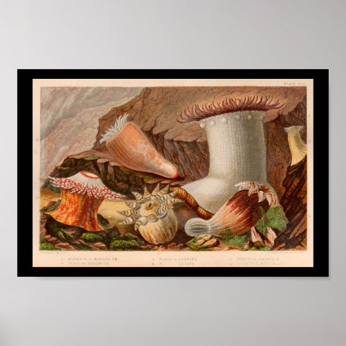 Vintage Sea Anemone Ocean Life Art Print