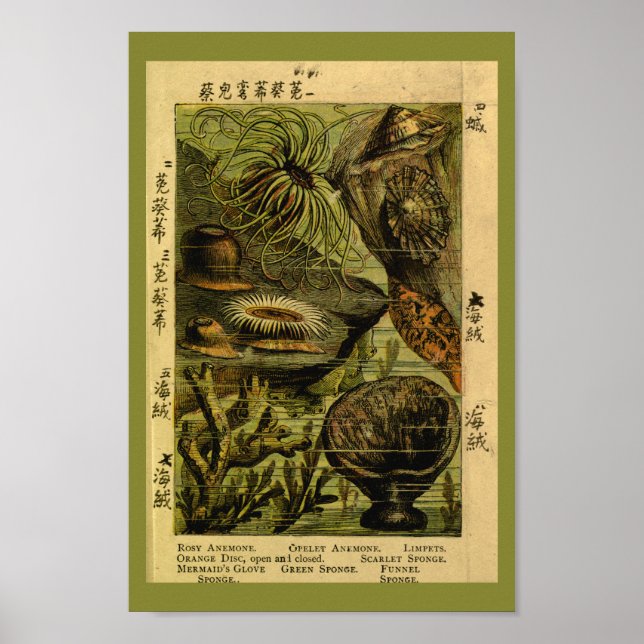 Vintage Sea Anemone Sea Creatures Art Print (Front)
