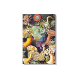 Vintage Sea Anemones, Actiniae by Ernst Haeckel Canvas Print