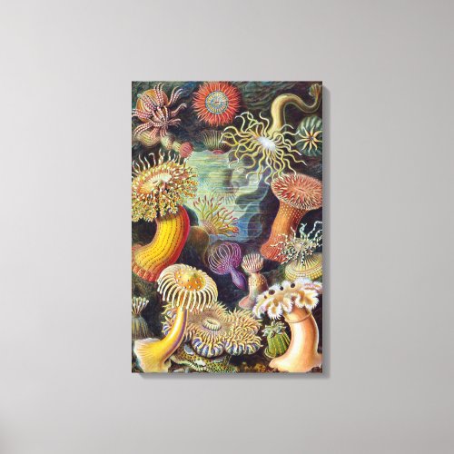 Vintage Sea Anemones Actiniae by Ernst Haeckel Canvas Print