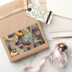 Vintage Sea Anemones, Actiniae by Ernst Haeckel Rectangular Sticker