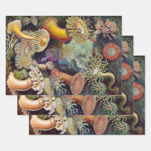 Vintage Sea Anemones, Actiniae by Ernst Haeckel Wrapping Paper Sheets