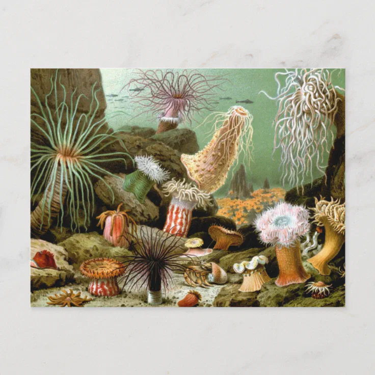 Vintage Sea Anemones, Marine Life Ocean Animals Postcard | Zazzle