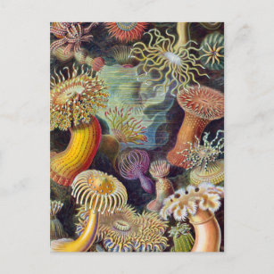 Stinging Sea Anemones marine life postcard 