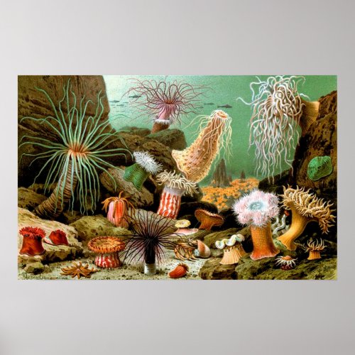 Vintage Sea anemones underwater scene Poster