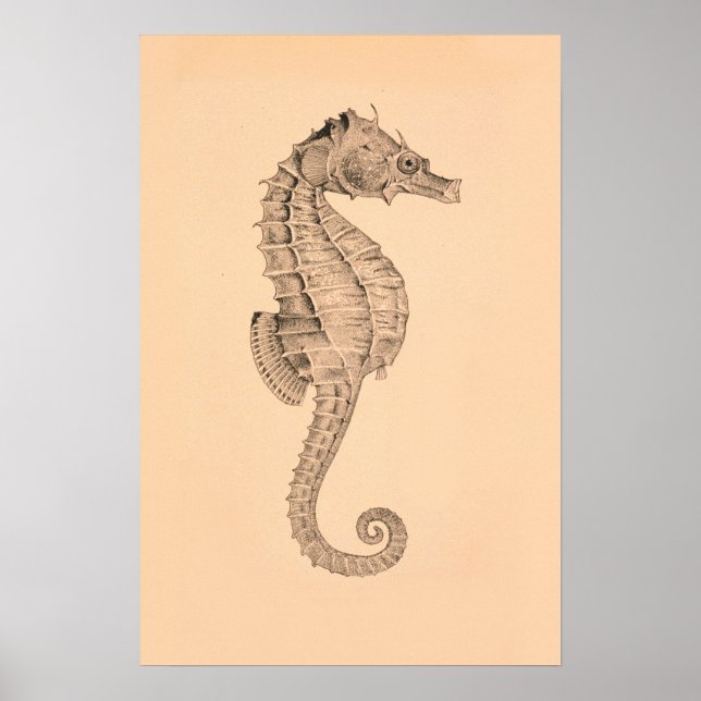 Vintage Sea Horse Diptych I Poster (Front)