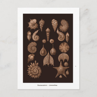 Vintage Sea Life Illustration Postcard
