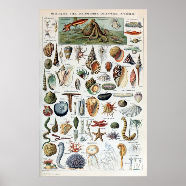 Vintage Sea Life Mollusks Poster (Front)