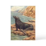 Vintage Sea Lion by the Seashore, Marine Mammals