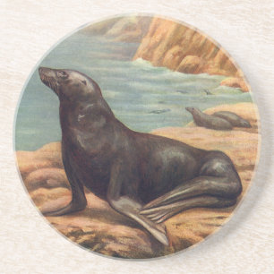 Vintage Sea Lion by the Seashore, Marine Mammals Sandstone Coaster