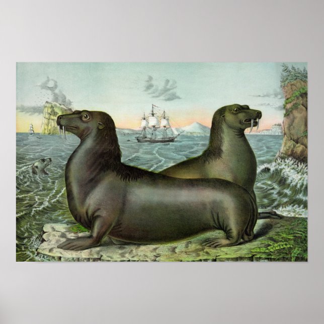 Vintage Sea Lions Illustration 19"X13" Poster (Front)