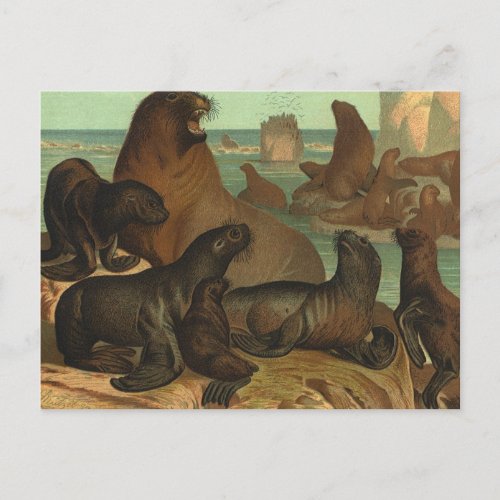 Vintage Sea Lions on the Beach Marine Life Animal Postcard