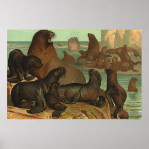 Vintage Sea Lions on the Beach, Marine Life Animal Poster