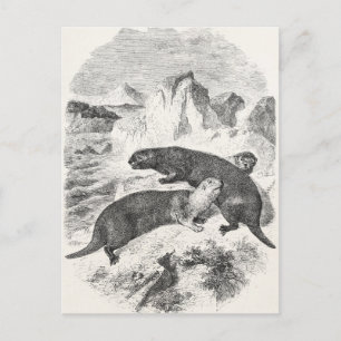 Vintage Sea Otters 1800s Otter Illustration Postcard