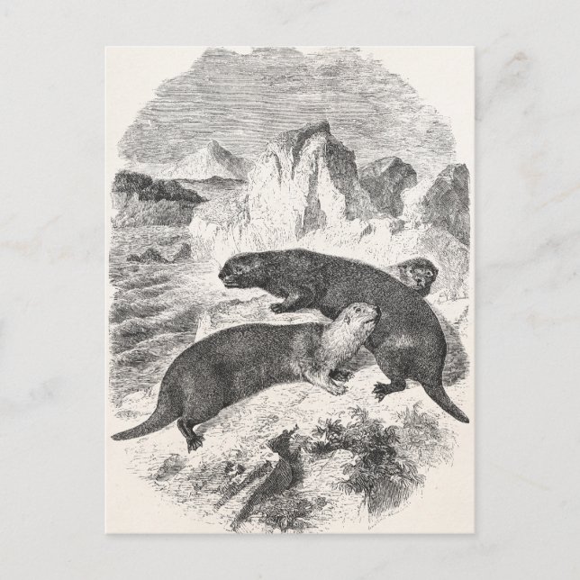 Vintage Sea Otters 1800s Otter Illustration Postcard (Front)