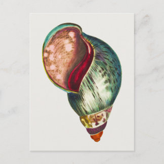 Vintage Sea Shell Illustration by George Shaw Postcard
