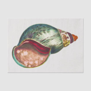 Vintage Sea Shell Illustration by George Shaw Tissue Paper