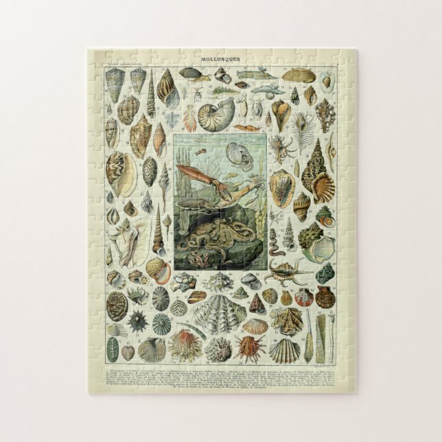 Vintage Sea Shells by Adolphe Millot Jigsaw Puzzle (Vertical)