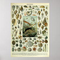 Vintage Sea Shells by Adolphe Millot
