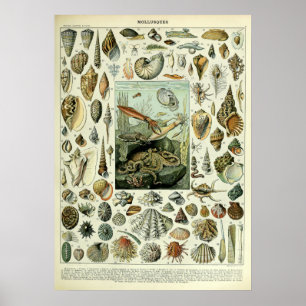 Vintage Sea Shells by Adolphe Millot Poster