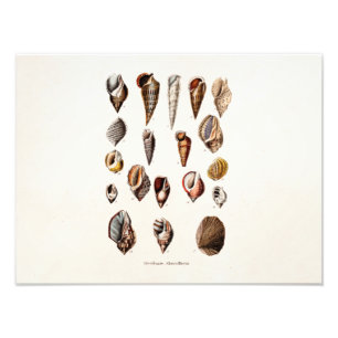 Vintage Sea Shells Personalized Retro Auger Shell Photo Print